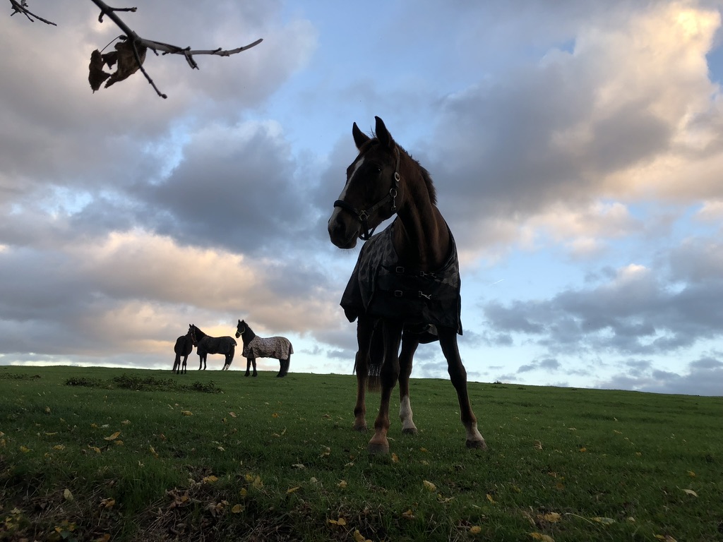 Pferde auf unserer Wiese