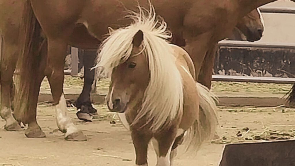Pony auf dem Paddock