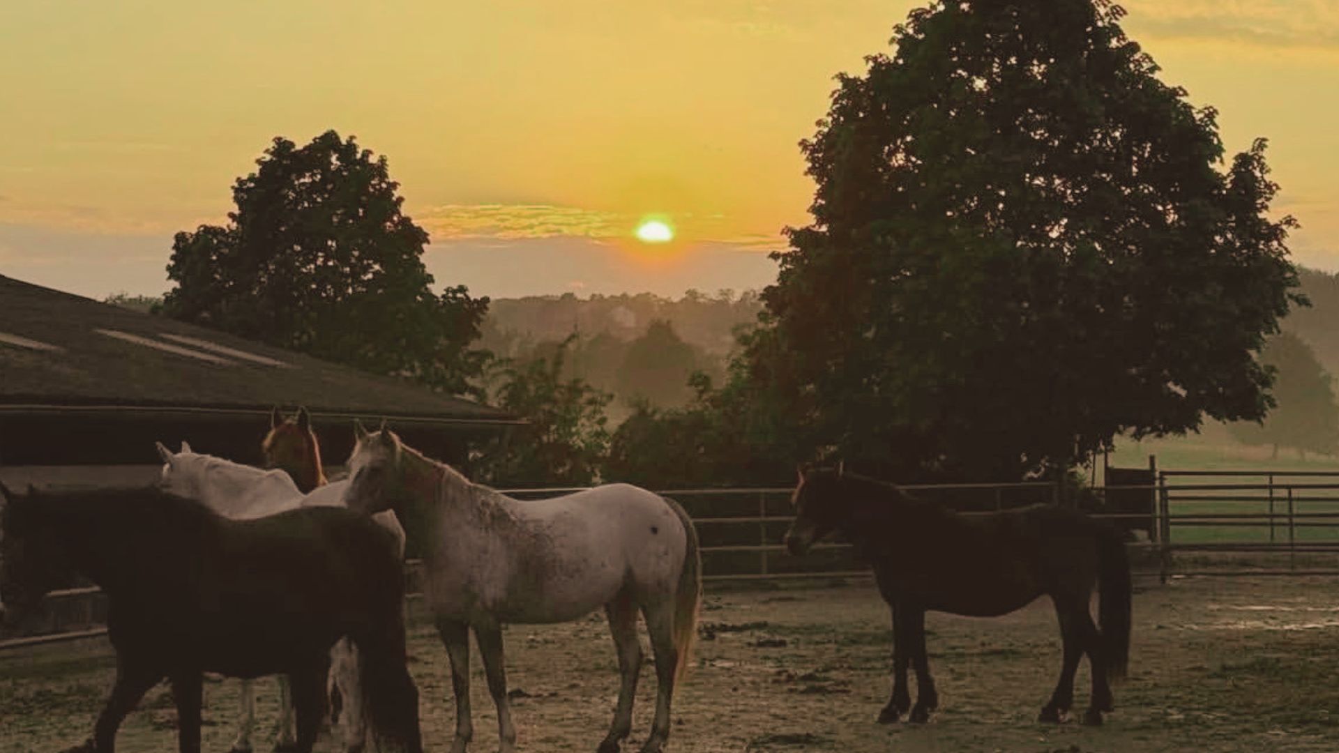 Abendstimmung auf dem Paddock