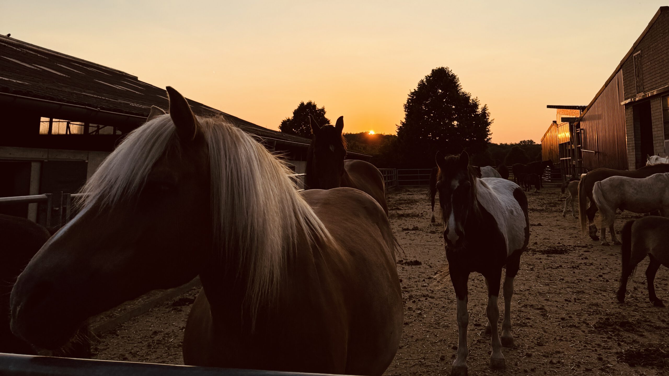 Pferde auf dem Paddock bei Sonnenuntergang