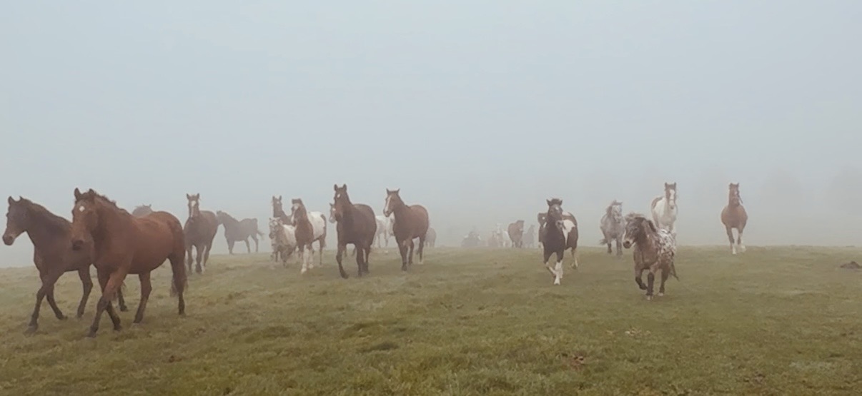 Pferde leben auf dem Ponyhof Zintzen in der Herde